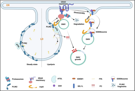 1765768741989329.png 1765768741989329.png